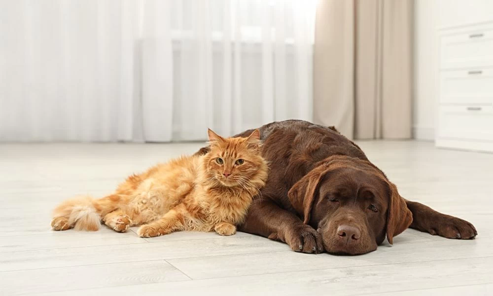 Τα οφέλη του γαϊδουράγκαθου στα κατοικίδιά μας